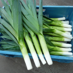 Por Rally f1 10 tyś. nasion primed precyzja ST